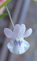 Nemesia elata