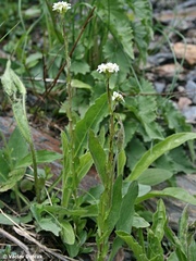 Arabis sudetica