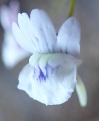 Nemesia elata