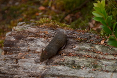 Abrothrix olivacea
