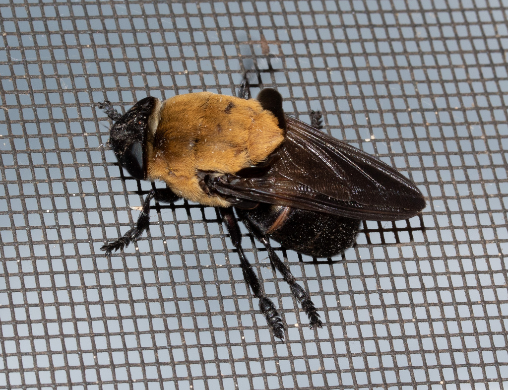 Cuterebra abdominalis