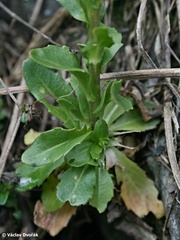 Arabis sudetica