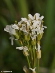 Arabis sudetica