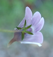 Nemesia elata