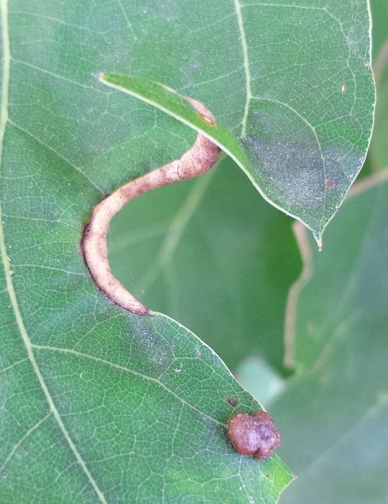 Marginal Leaf Fold Gall Midge
