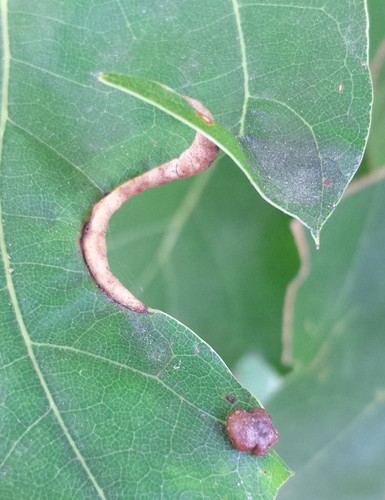 Marginal Leaf Fold Gall Midge