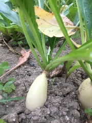 Raphanus sativus longipinnatus