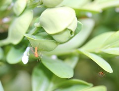 Monarthropalpus flavus