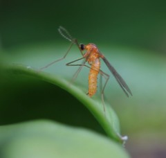Monarthropalpus flavus
