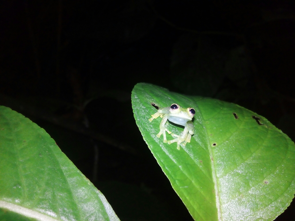 Centroleninae