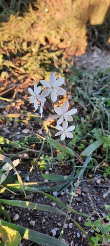 Image of Hesperantha falcata by (c) Karen Eichholz, some rights reserved (CC BY)