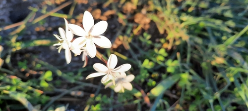 Image of Hesperantha falcata by (c) Karen Eichholz, some rights reserved (CC BY)