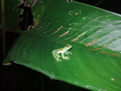 Sachatamia electrops