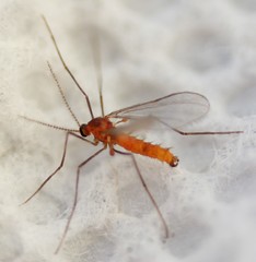 Monarthropalpus flavus