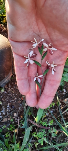 Image of Hesperantha falcata by (c) Karen Eichholz, some rights reserved (CC BY)