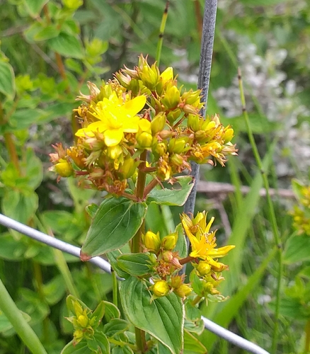 Peterwort (Hypericum tetrapterum)