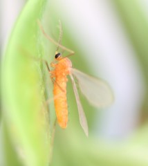 Monarthropalpus flavus