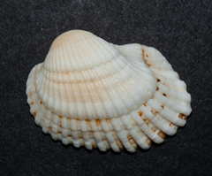 Anadara notabilis