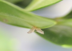 Monarthropalpus flavus