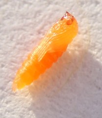 Monarthropalpus flavus