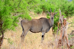 Tragelaphus oryx pattersonianus