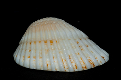 Anadara notabilis