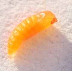 Monarthropalpus flavus