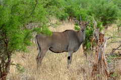 Tragelaphus oryx pattersonianus
