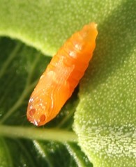 Monarthropalpus flavus