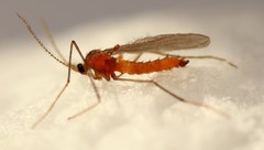 Monarthropalpus flavus