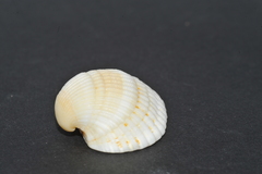 Anadara notabilis