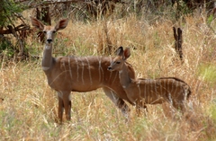 Tragelaphus imberbis