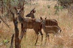 Tragelaphus imberbis