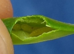 Monarthropalpus flavus