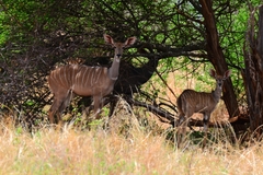 Tragelaphus imberbis