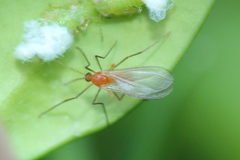 Monarthropalpus flavus