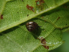 Habroconus