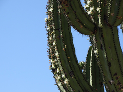 Myrtillocactus schenckii