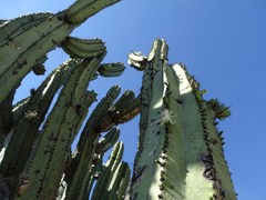 Myrtillocactus schenckii