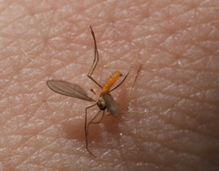 Monarthropalpus flavus