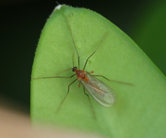 Monarthropalpus flavus