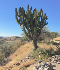 Myrtillocactus schenckii