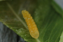 Monarthropalpus flavus