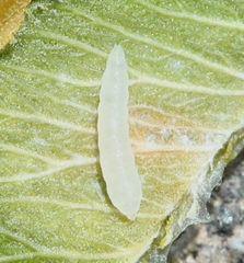 Monarthropalpus flavus