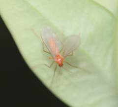 Monarthropalpus flavus