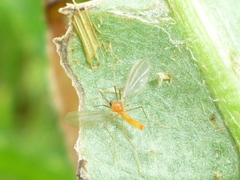 Monarthropalpus flavus