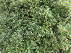 Monarthropalpus flavus