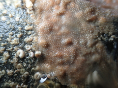 Schizoporella unicornis