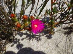 Lampranthus densifolius