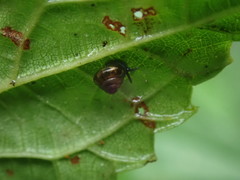 Habroconus